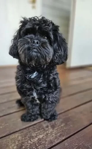 Solo