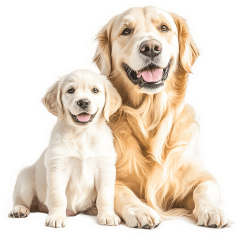 dogs for banner