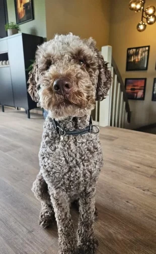 rufus
